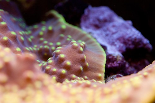 MACRO (18 of 21).jpg