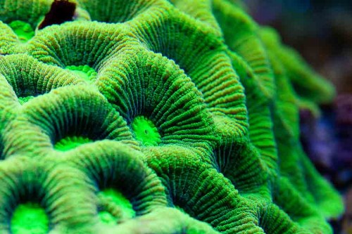 MACRO (17 of 21).jpg