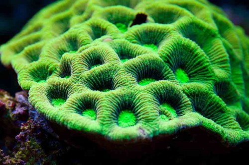 MACRO (16 of 21).jpg