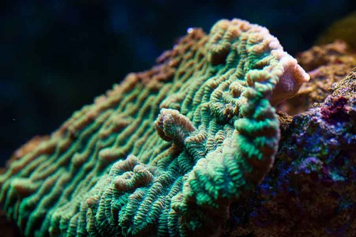 MACRO (15 of 21).jpg