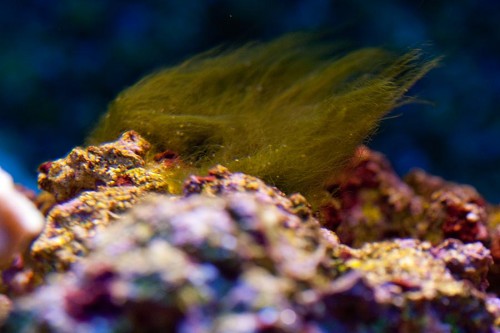 MACRO (14 of 21).jpg
