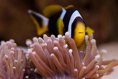 MACRO (11 of 21).jpg