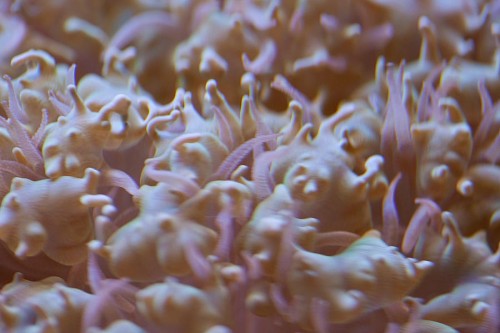 MACRO (10 of 21).jpg