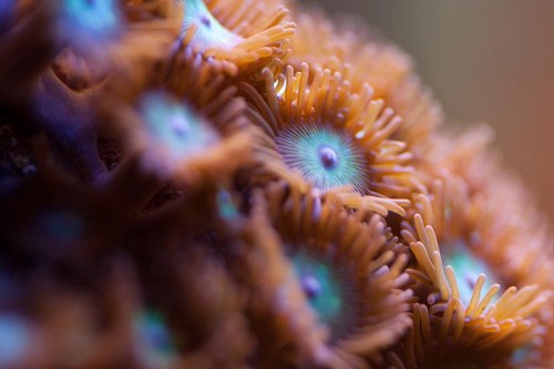 MACRO (8 of 21).jpg