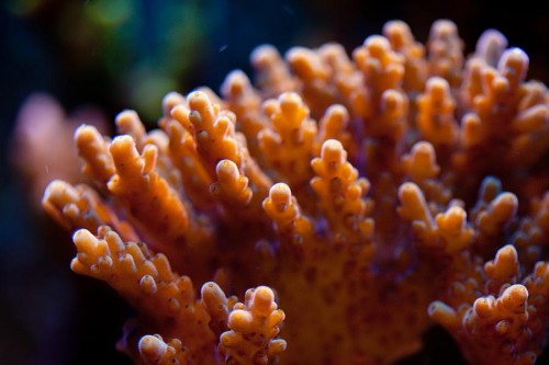 MACRO (7 of 21).jpg
