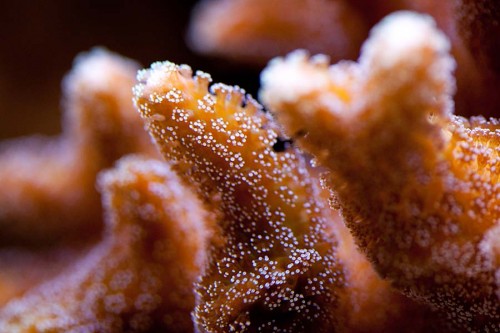 MACRO (5 of 21).jpg