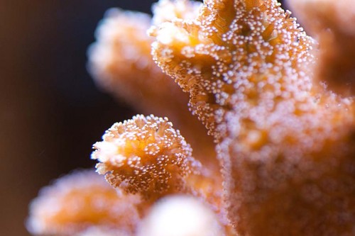 MACRO (4 of 21).jpg