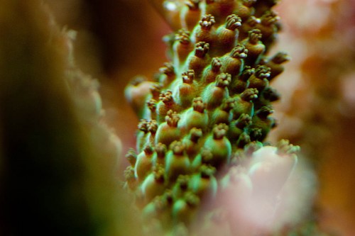 MACRO (3 of 21).jpg