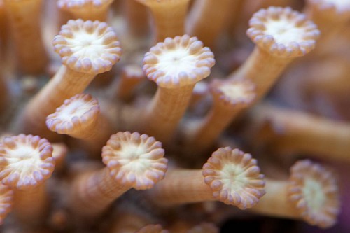 MACRO (2 of 21).jpg