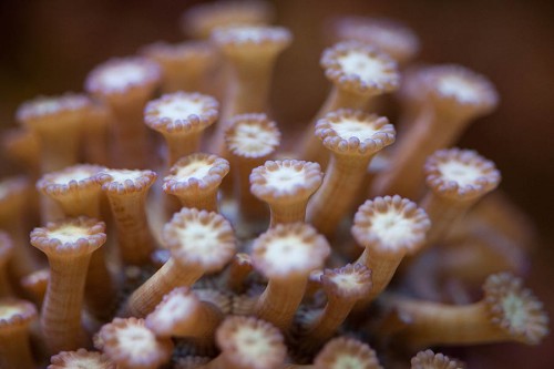 MACRO (1 of 21).jpg