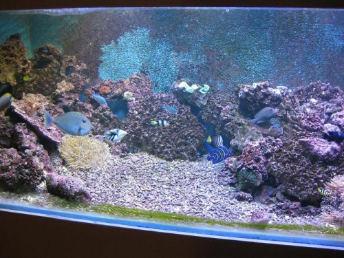 akvarie5.JPG