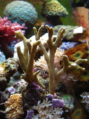 Montipora digitata (grøn)