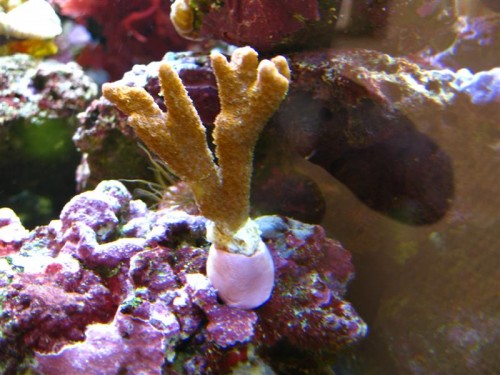Montipora digitata (orange)