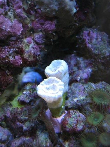Caulastrea
