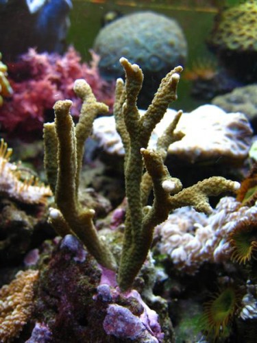 Montipora digitata (grøn)