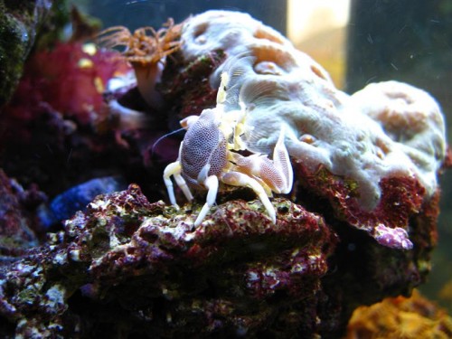 Neopetrolisthes maculatus