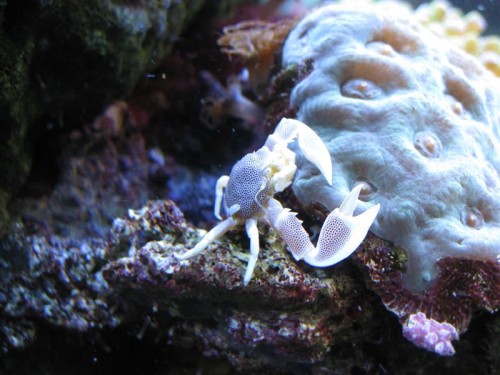 Neopetrolisthes maculatus