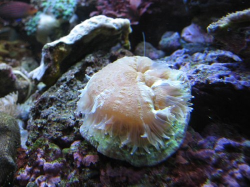 Scolymia