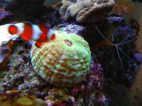 Scolymia