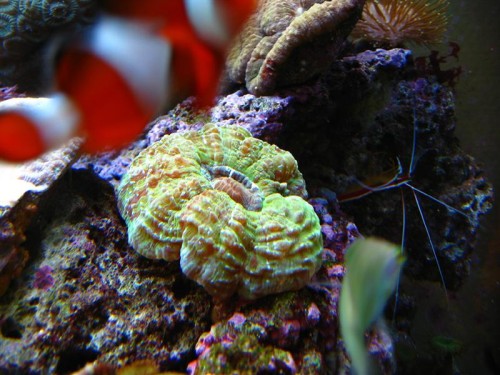 Scolymia