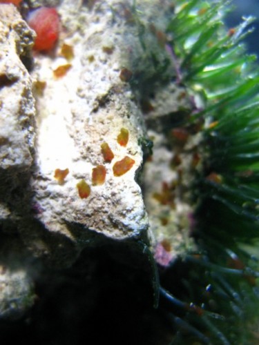 Rød planaria. Sidder mest i og omkring algerne!?