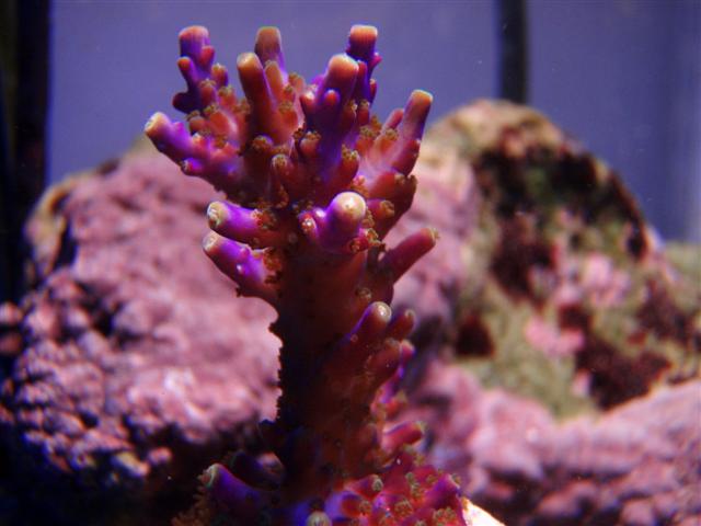P8161307 (Small).JPG