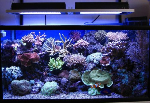 reef LED.jpg