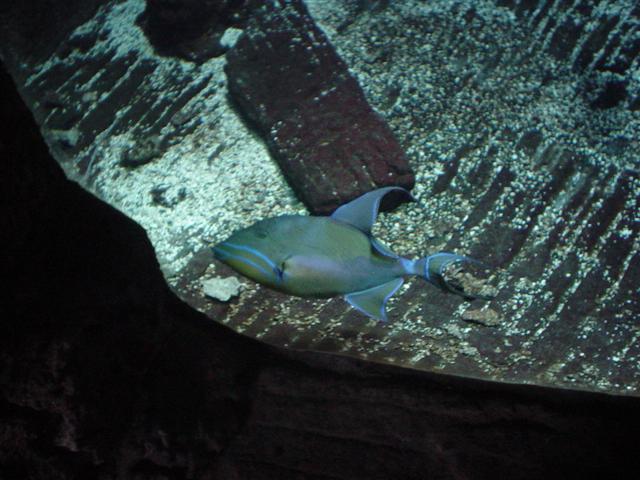 Akvarie 1