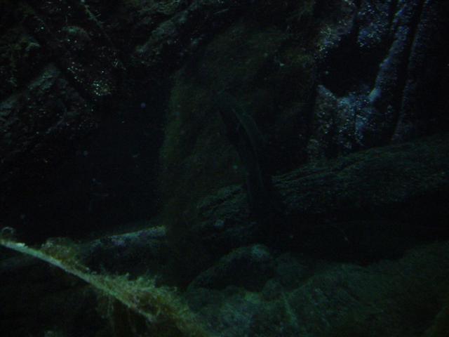 akvarie 3 (sort muræne lidt svær at se)
