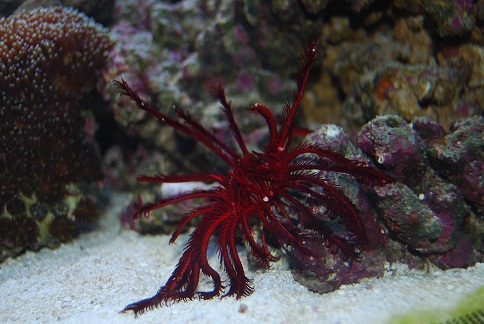 er fødespecielist og spiser kun phytoplankton (Himerometra robustipinna - Feather Star)
