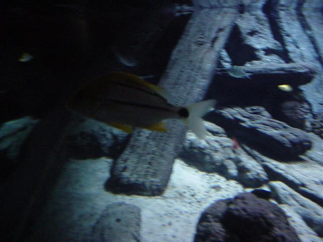 akvarie 4