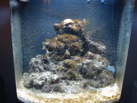 akvarie-001.gif