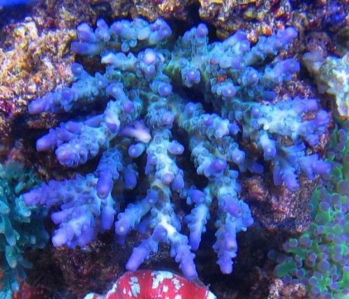Acropora tenius fra mit tidligere 250 l. akvarium.