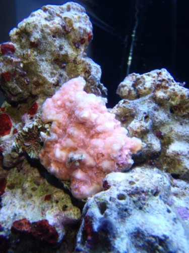 P5011067 (450 x 600).jpg