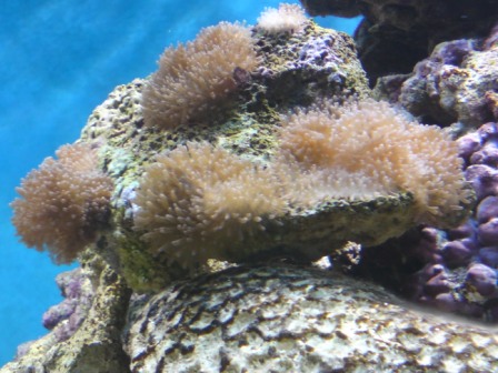 Skiveanemone.jpg