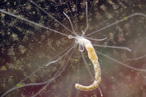 sworm01.jpg