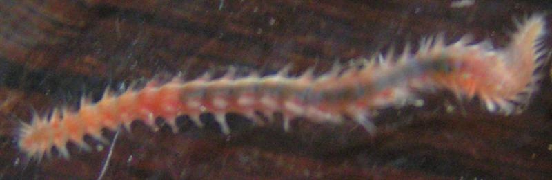 fireworm (Medium).jpg