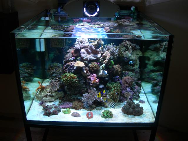 fisk akvarium 030 (Small).jpg