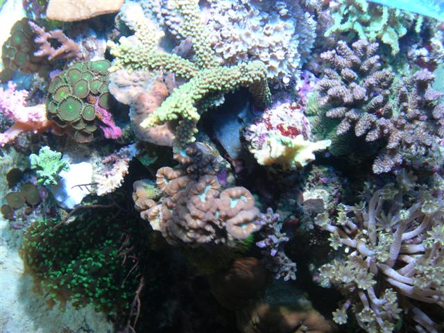 fisk akvarium 025 (Small).jpg