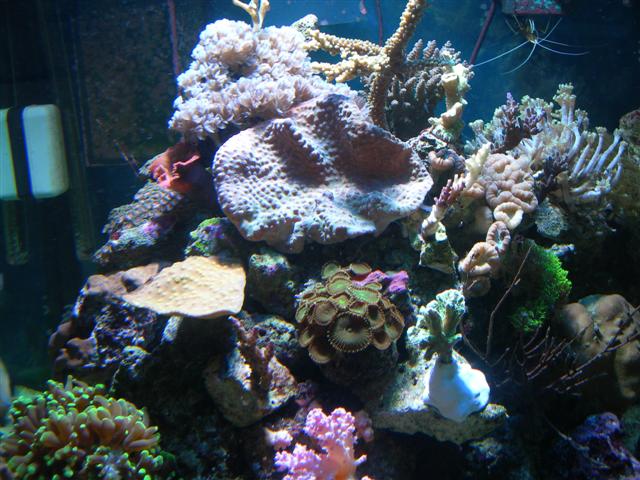 fisk akvarium 019 (Small).jpg