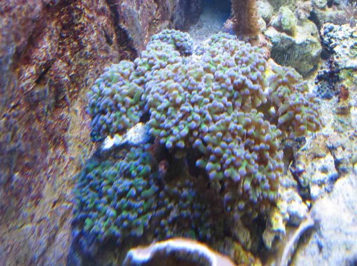 Euphyllia yayamaenis.jpg
