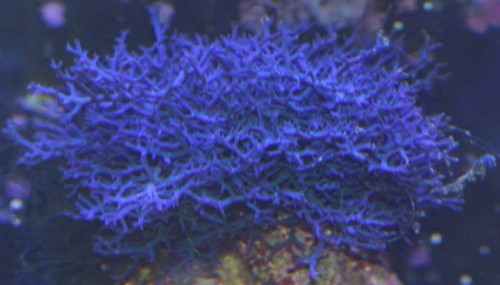 152895blue_ball01.jpg