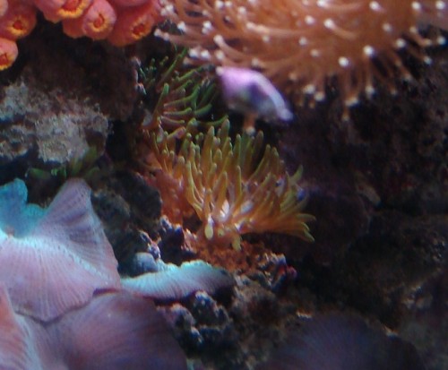 akvarie 071209 (20).JPG
