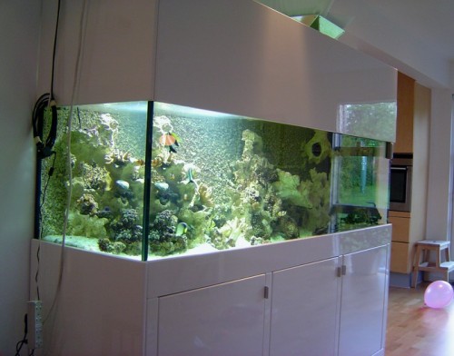 Akvarium 023.jpg