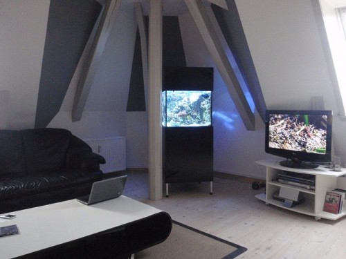 akvariet i stuen.jpg