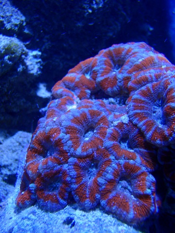 acan.jpg