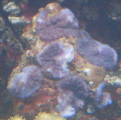 SDC10477.JPG