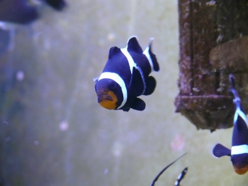 fisk1-.jpg