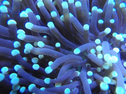 Purple Euphyllia.JPG