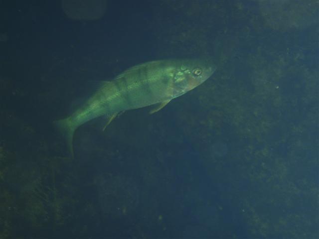 P8261549 (Small).JPG